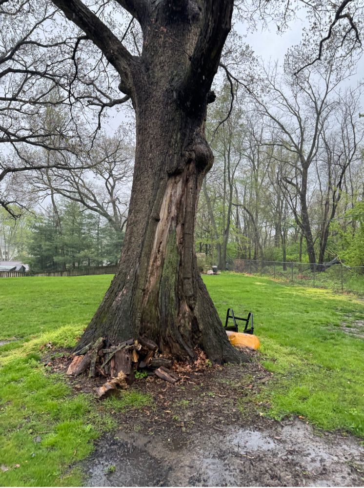 All Photos for Dittmer Tree Service in Davenport, IA