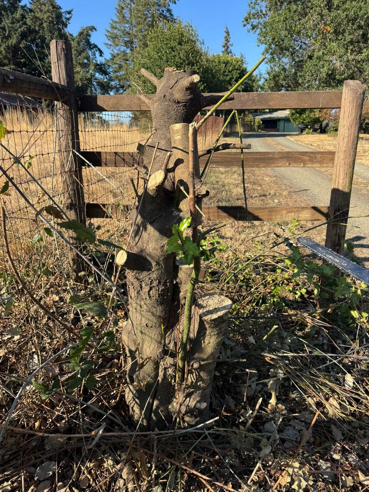 All Photos for Willamette Landscaping and Tree Services in Albany, OR