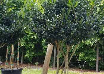 All Photos for Cunningham's Lawn & Landscaping LLC in Daytona Beach, Florida