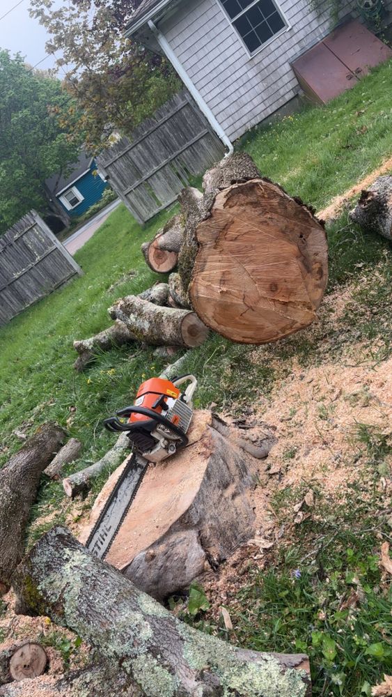 Tree Removal for Dwights Tree Service LLC in Middleborough, MA