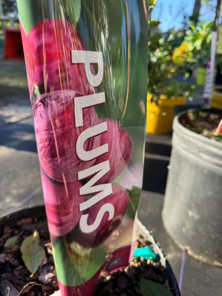 All Photos for Southern Roots Tree Farm in Crystal River, FL