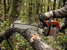 Our tree removal service safely removes hazardous trees and provides expert trimming to improve health, appearance, and property safety, helping homeowners maintain beautiful landscapes with reliable, professional care year-round. for Stout Mowing & Services LLC in Huntington, IN