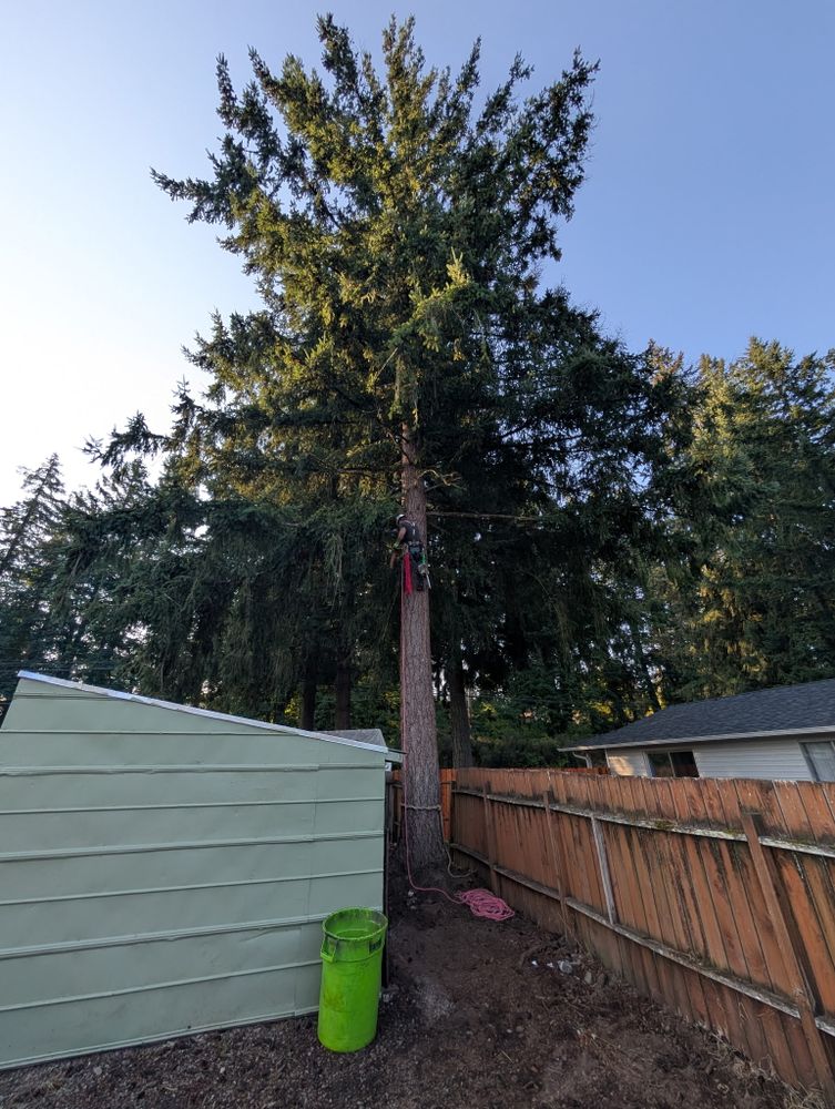 All Photos for Clippys Tree Pros in Stayton, OR