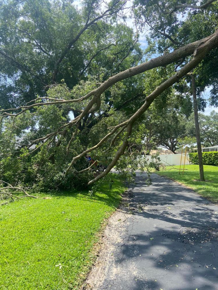 Fall and Spring Clean Up for Efficient and Reliable Tree Service in Lake Wales, FL