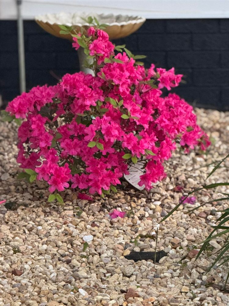 All Photos for Legends Lawn Care in Johnson City, TN