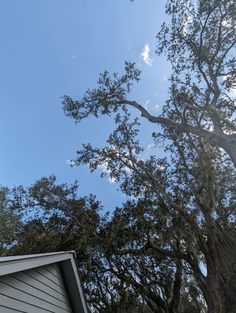 All Photos for Regal Tree Service and Stump Grinding in Wauchula, FL
