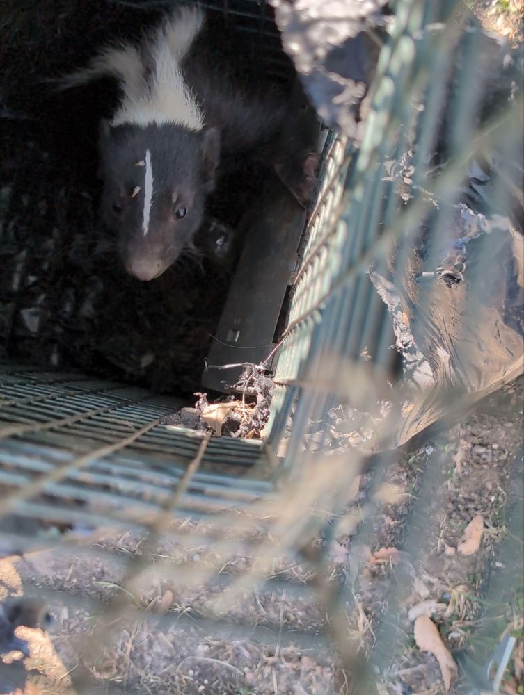 Skunk's for Topper's Wildlife Removal in Garland, TX