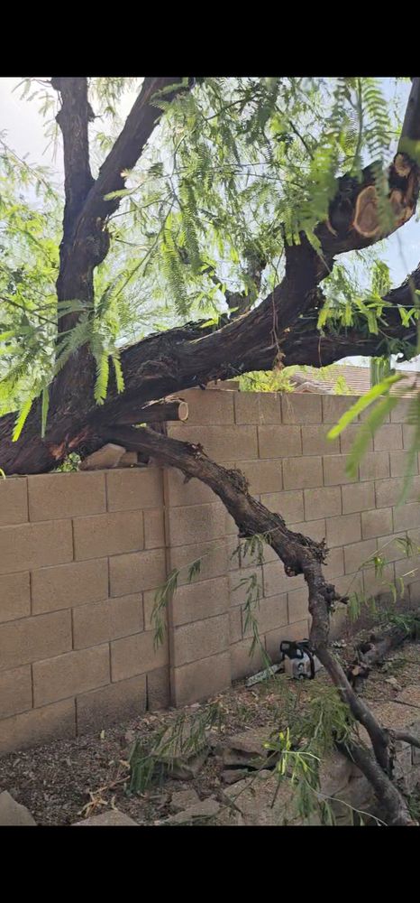 All Photos for T's Tree Service and Firewood in Apache Junction, AZ