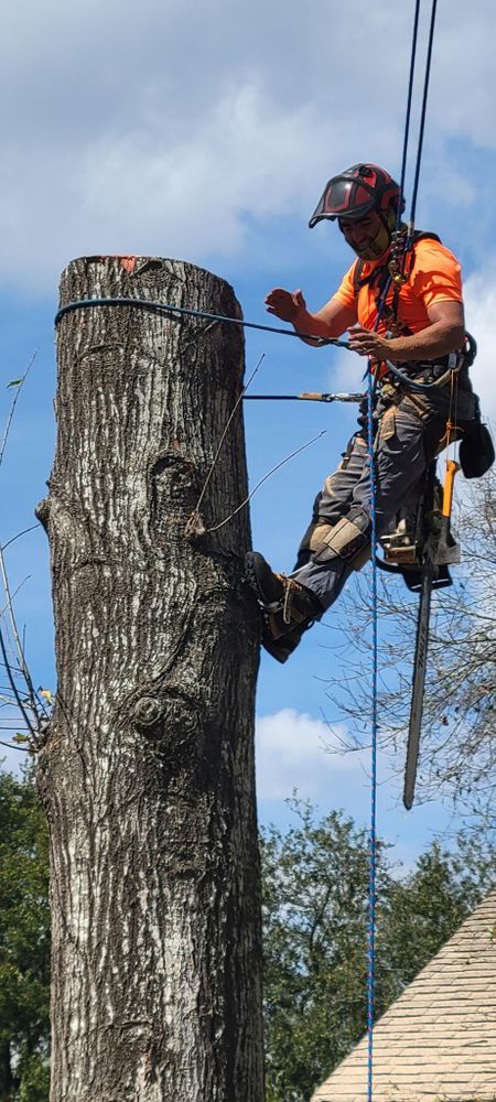 All Photos for Servin's Tree Care  in Houston, TX