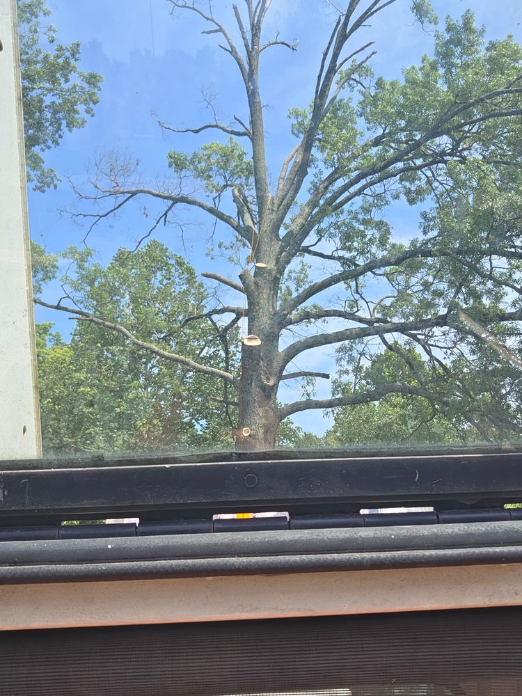 All Photos for Advanced Tree Solutions in Rockville, IN