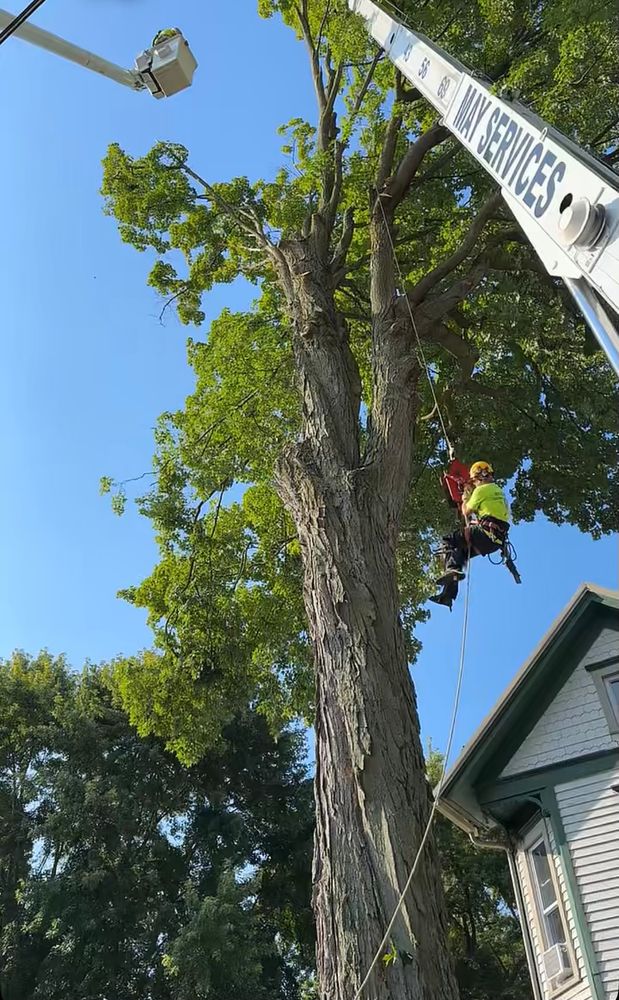 All Photos for Mad Tree Service in Cochranton, PA