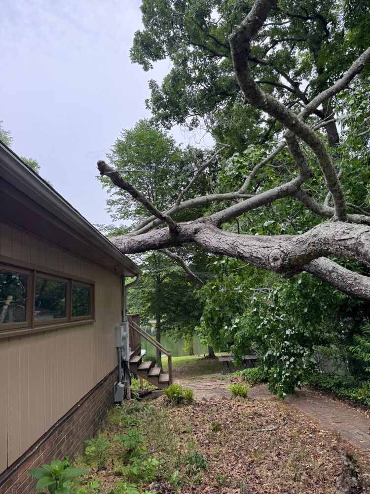 Our Tree Removal service ensures safe, efficient removal of unwanted or hazardous trees, protecting your property while enhancing its beauty and safety with experienced professionals using modern equipment and techniques. for Meade tree service in Greensboro, NC