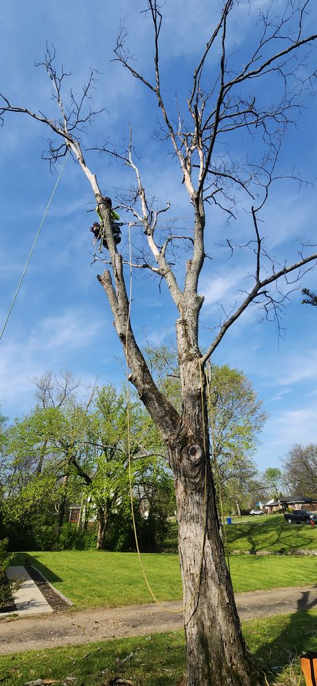 All Photos for Tree Fellers in Sumner County, TN