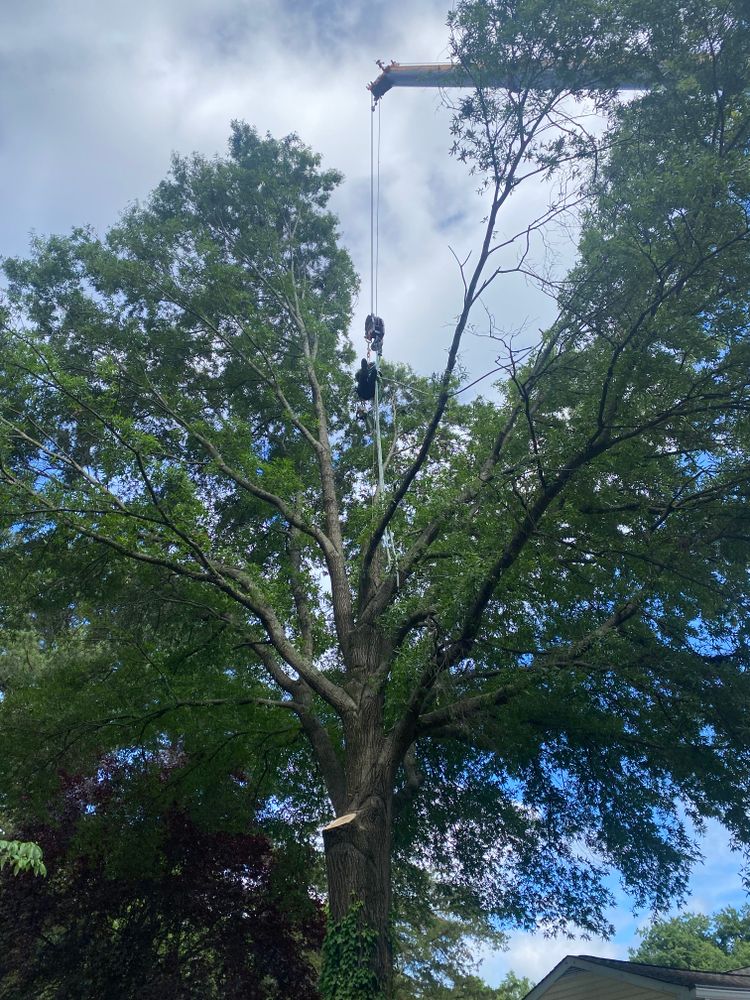 All Photos for Rawls Tree Care in Richmond, VA