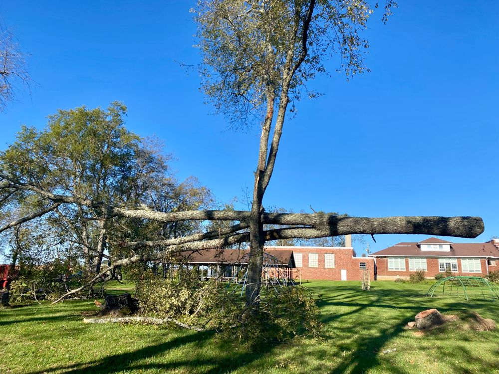 All Photos for Houtz Tree Service in Lexington, KY