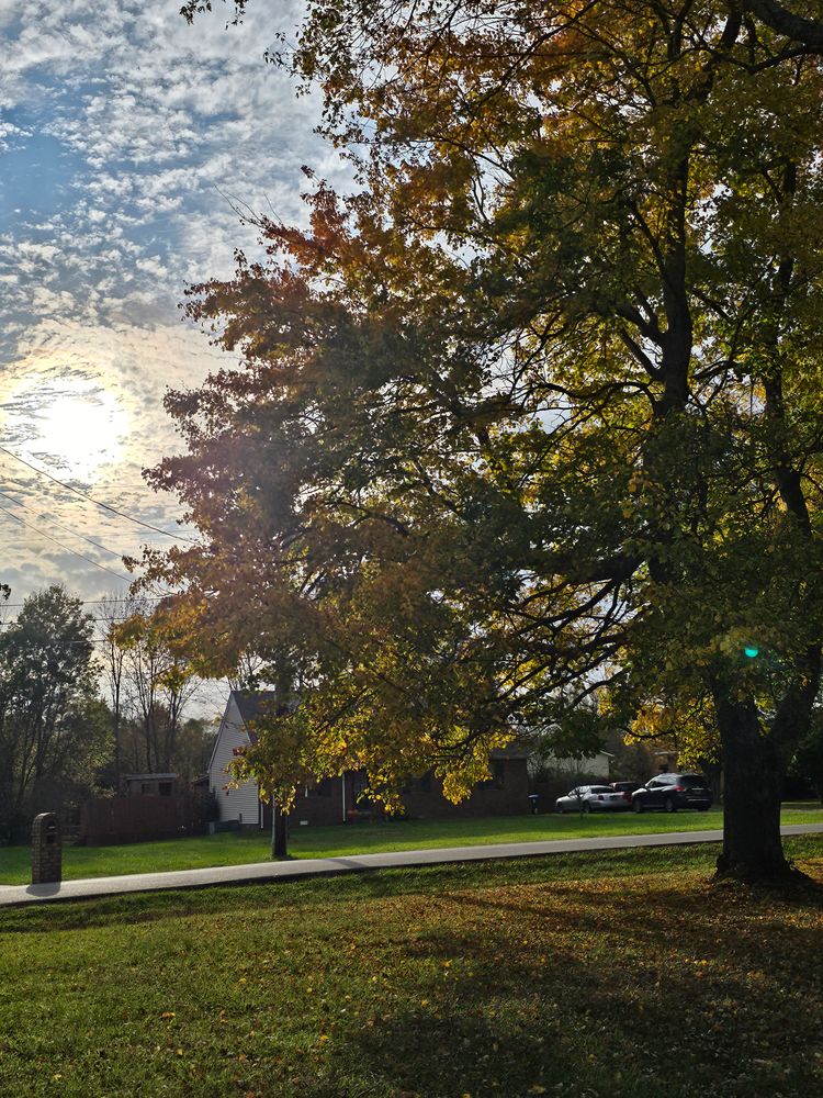 Tree Trims for Affordable Tree Service TN in White House, TN