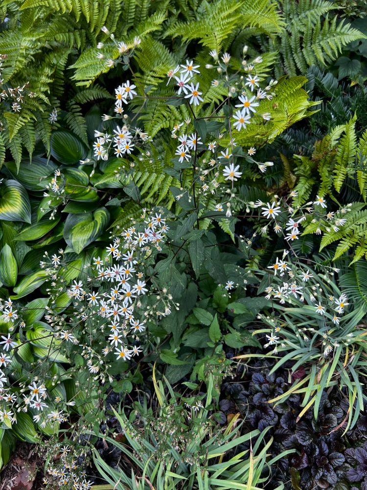 All Photos for Christina King Landscape Design in West Raleigh, NC