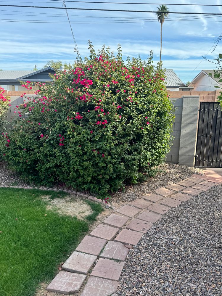 All Photos for Patriot Tree Service in Mesa, AZ