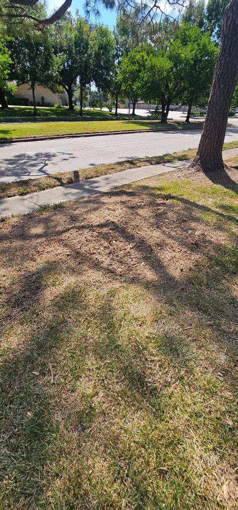 All Photos for Servin's Tree Care  in Houston, TX