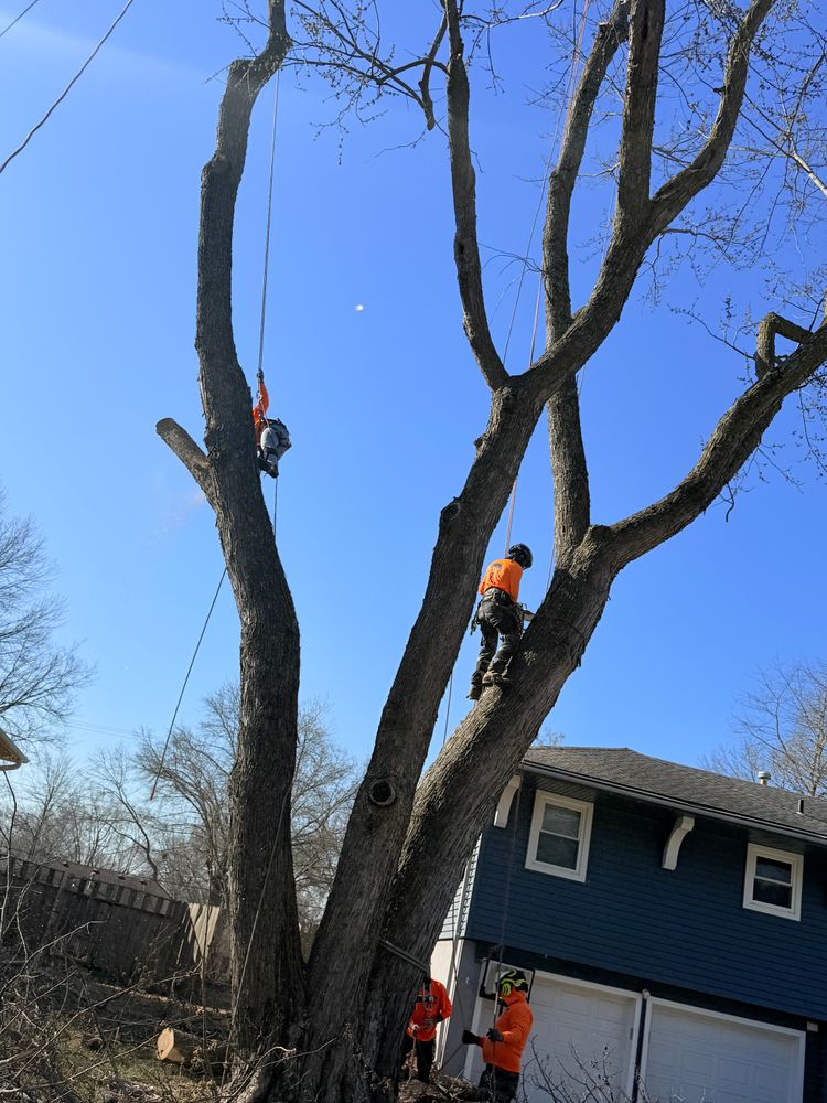 All Photos for Cross Family Tree Service in Kearney, MO