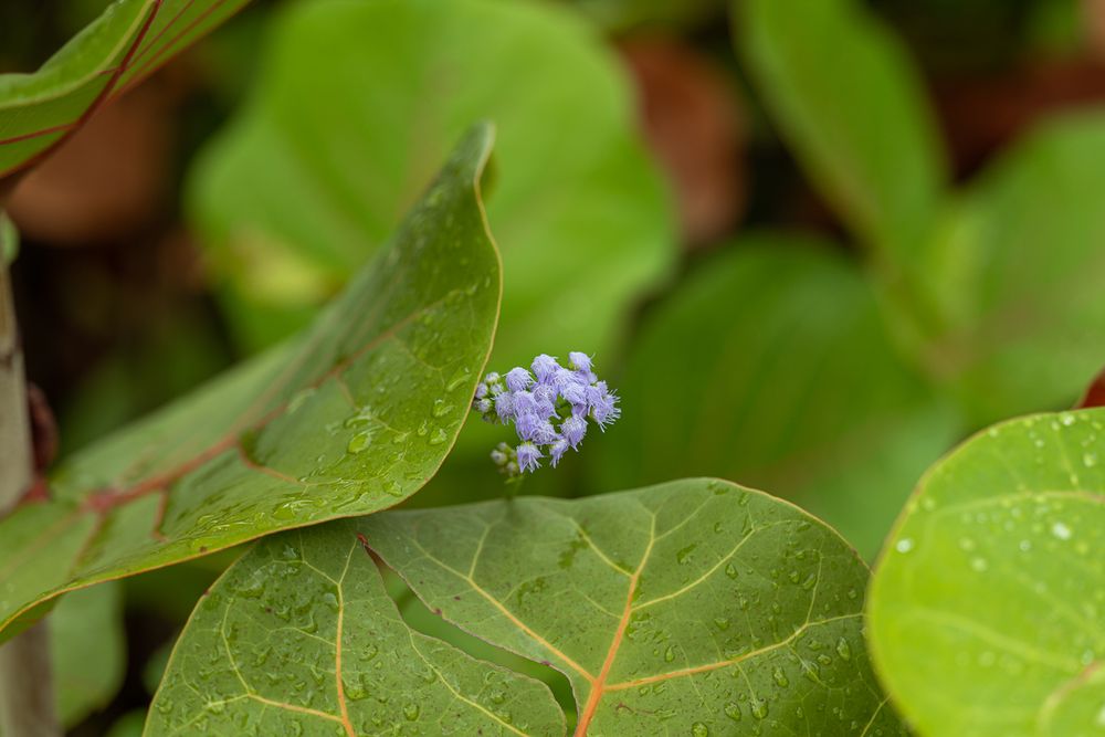 Landscape for Arazoza Brothers Corporation in Miami, FL