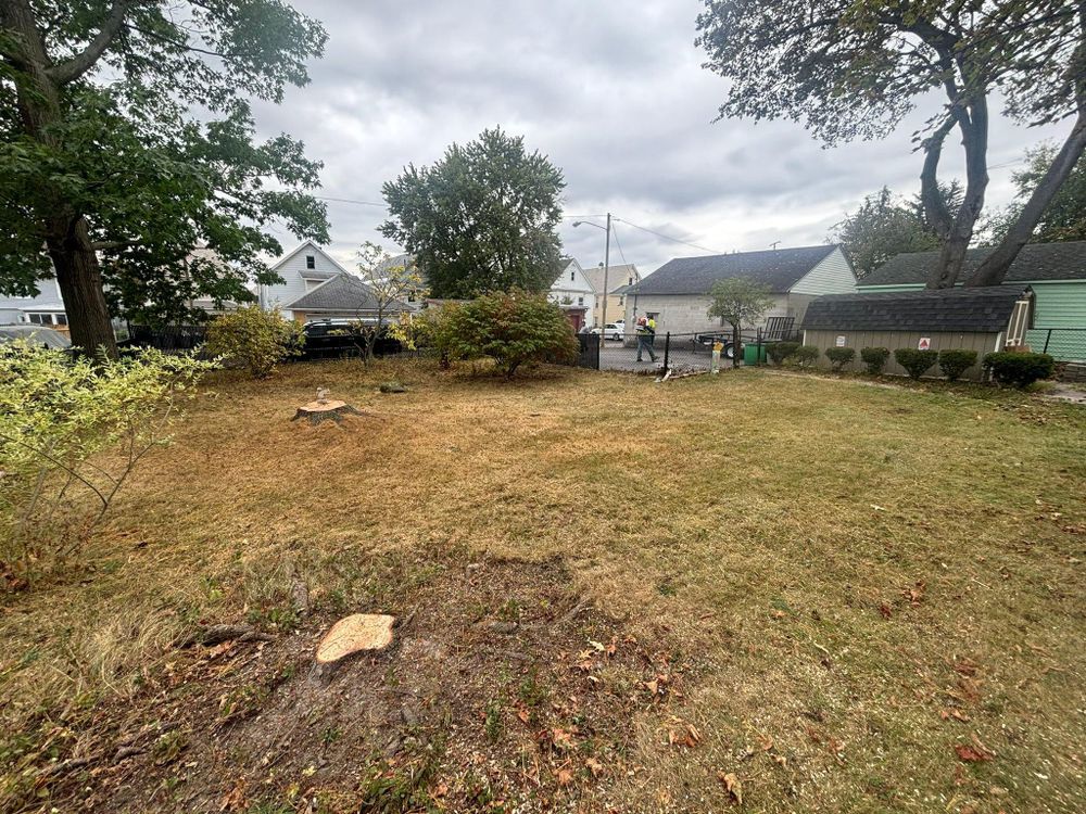 All Photos for T's Trees in Albany, NY