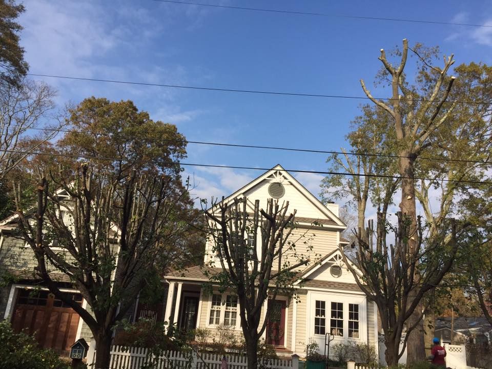 Tree Removal for Jason's Tree Service in Marlton, NJ