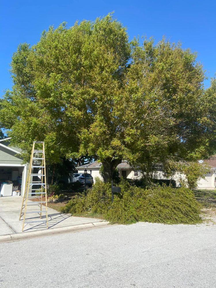 Fall and Spring Clean Up for Efficient and Reliable Tree Service in Lake Wales, FL