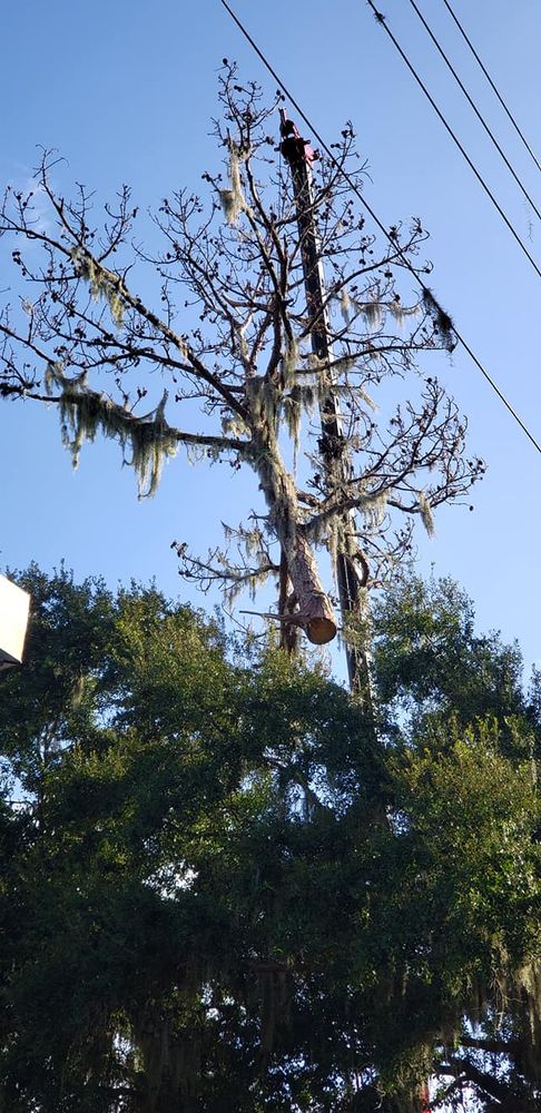 Tree Removal for Daniel Hickey’s Tree Service in DeLand, FL