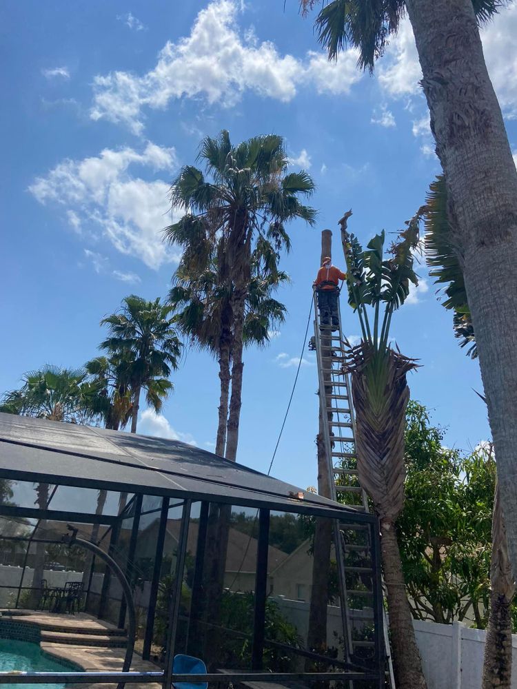 All Photos for Efficient and Reliable Tree Service in Lake Wales, FL