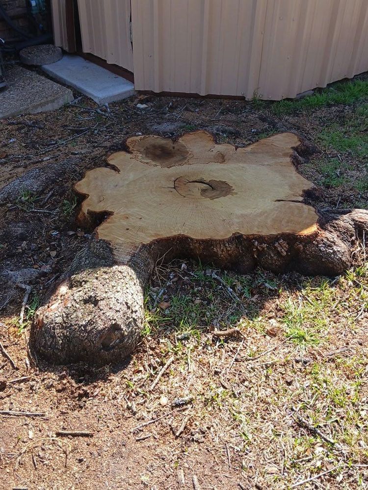 Tree Removal for Superior Lawn and Tree in Clifton, TX