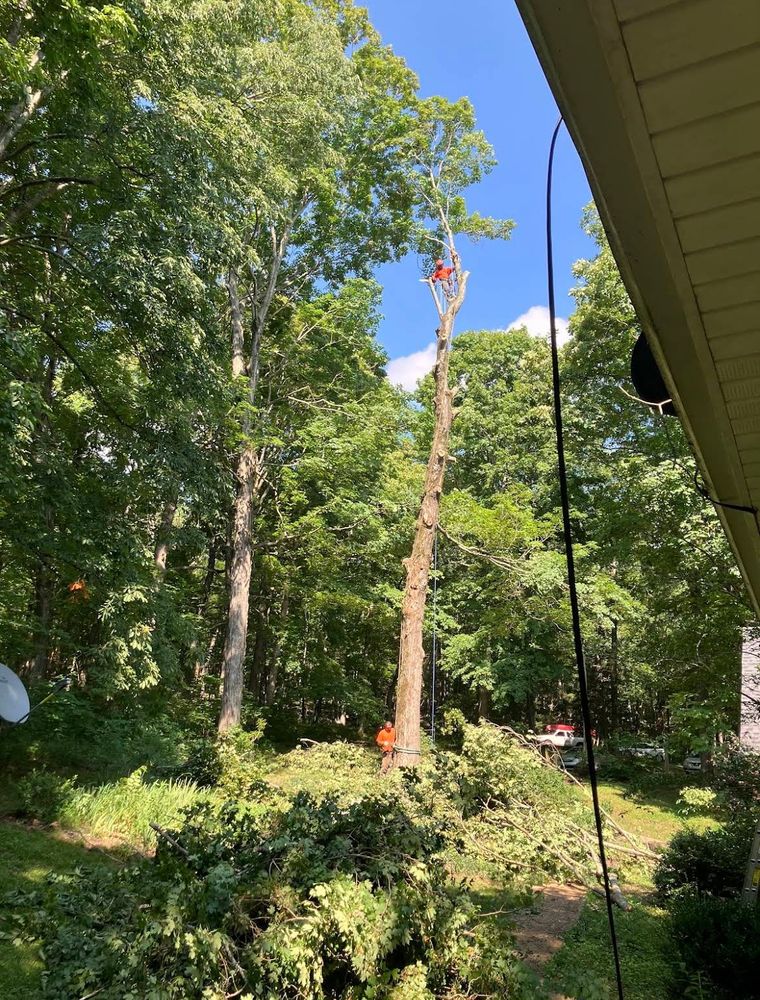 All Photos for McBee’s Tree Service in Sewanee, TN