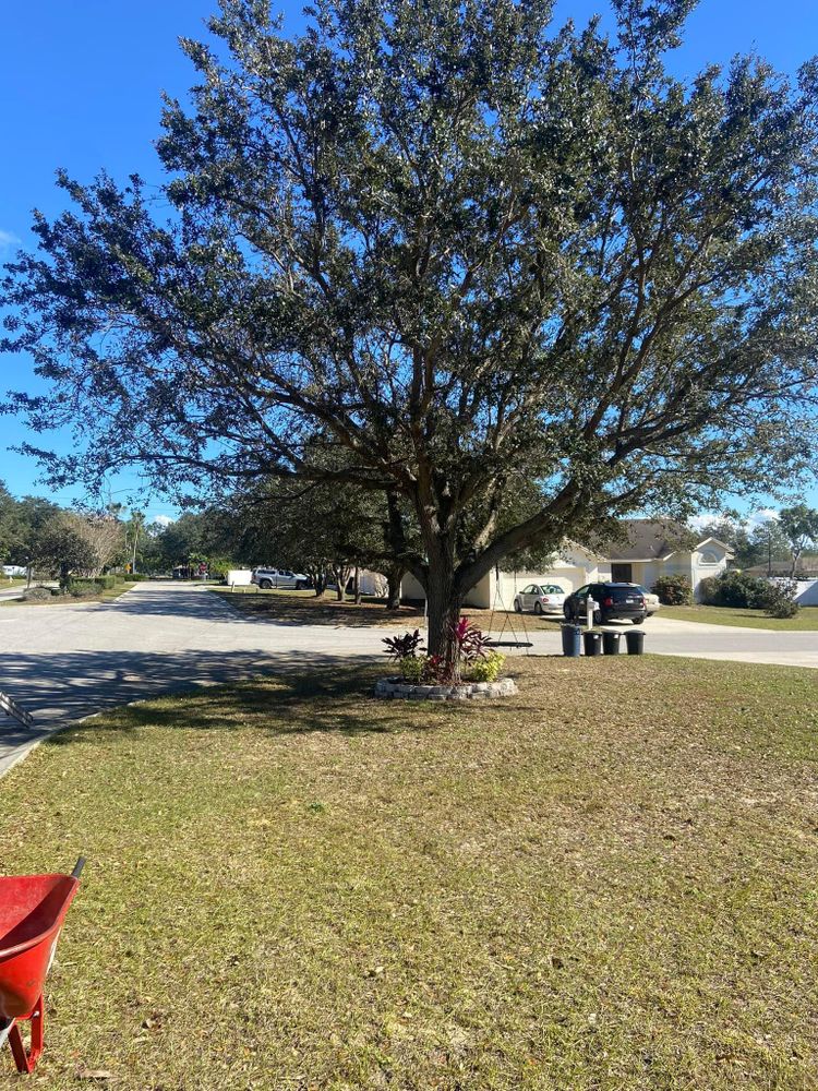 All Photos for Efficient and Reliable Tree Service in Lake Wales, FL