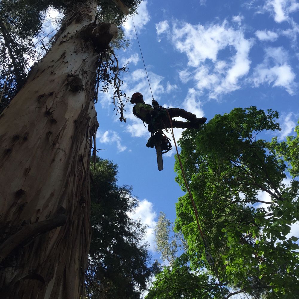 All Photos for Poseidon Valley Tree Service Corp in San Bernardino, CA