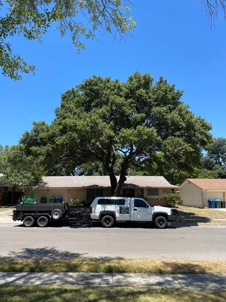 Tree Removal for Z’s Trees LLC in Grey Forest, TX