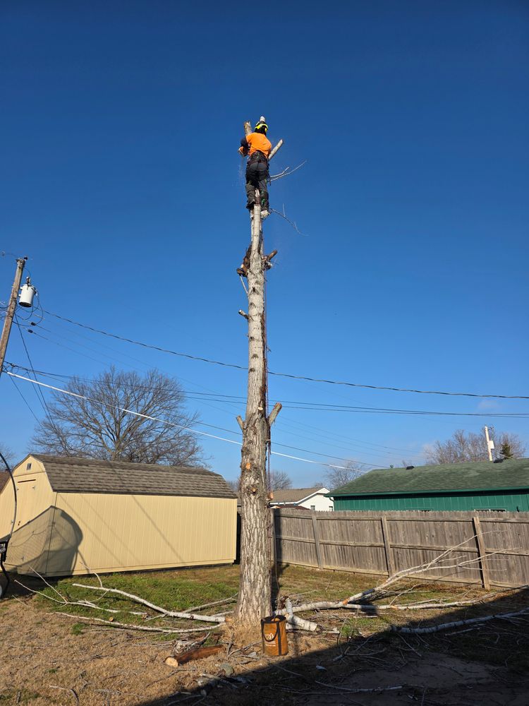 All Photos for Oklahoma Tree Guy in Bartlesville, OK