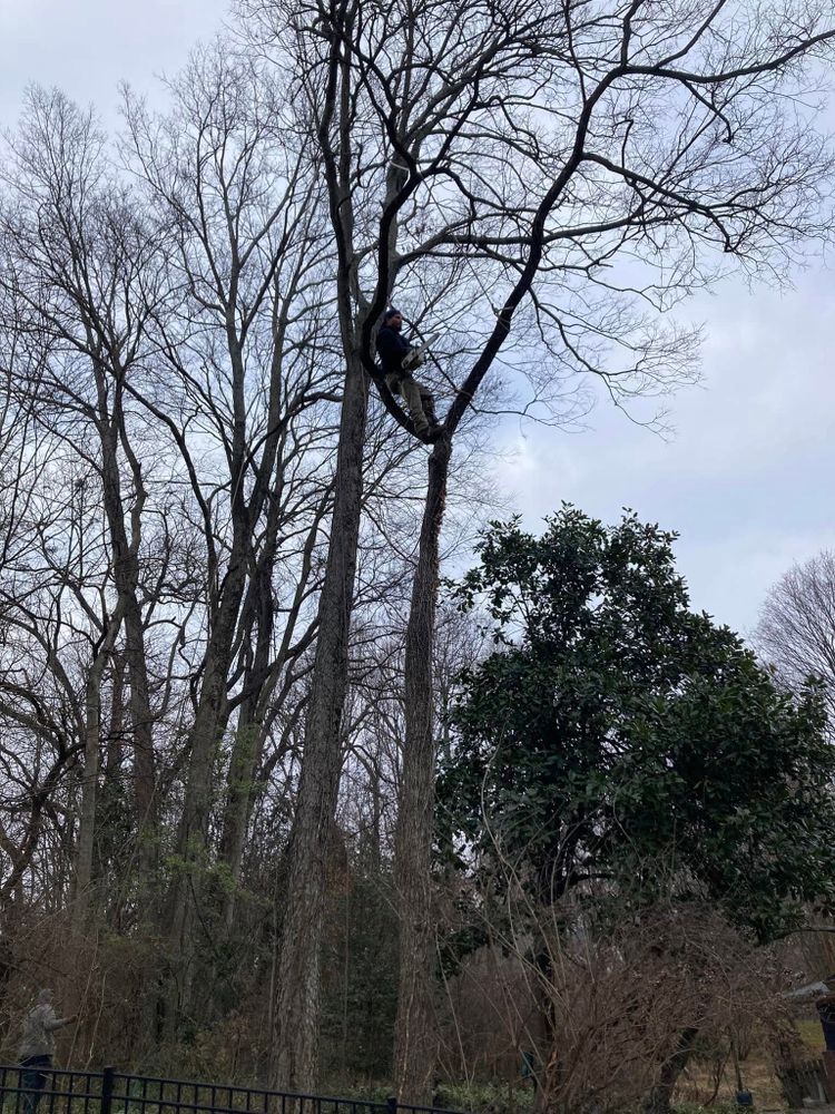 Tree Removal for La Fountain Tree Service in Louisville, KY