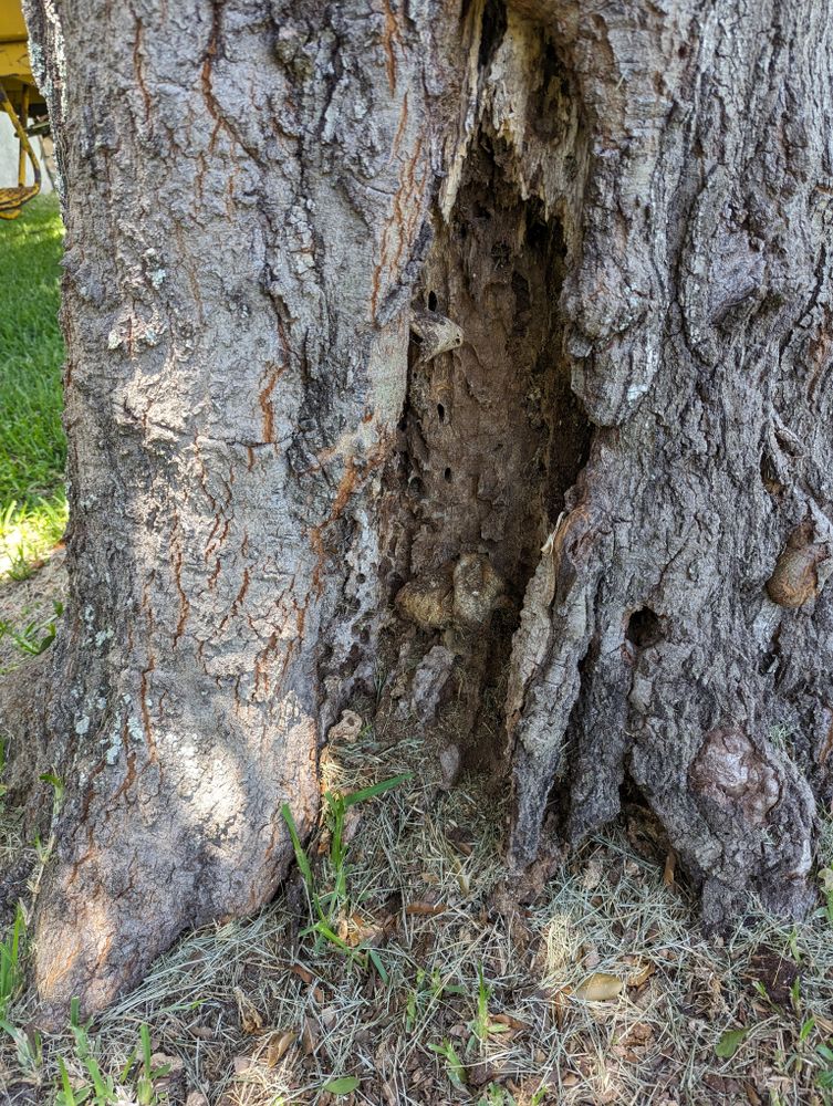 All Photos for Regal Tree Service and Stump Grinding in Wauchula, FL