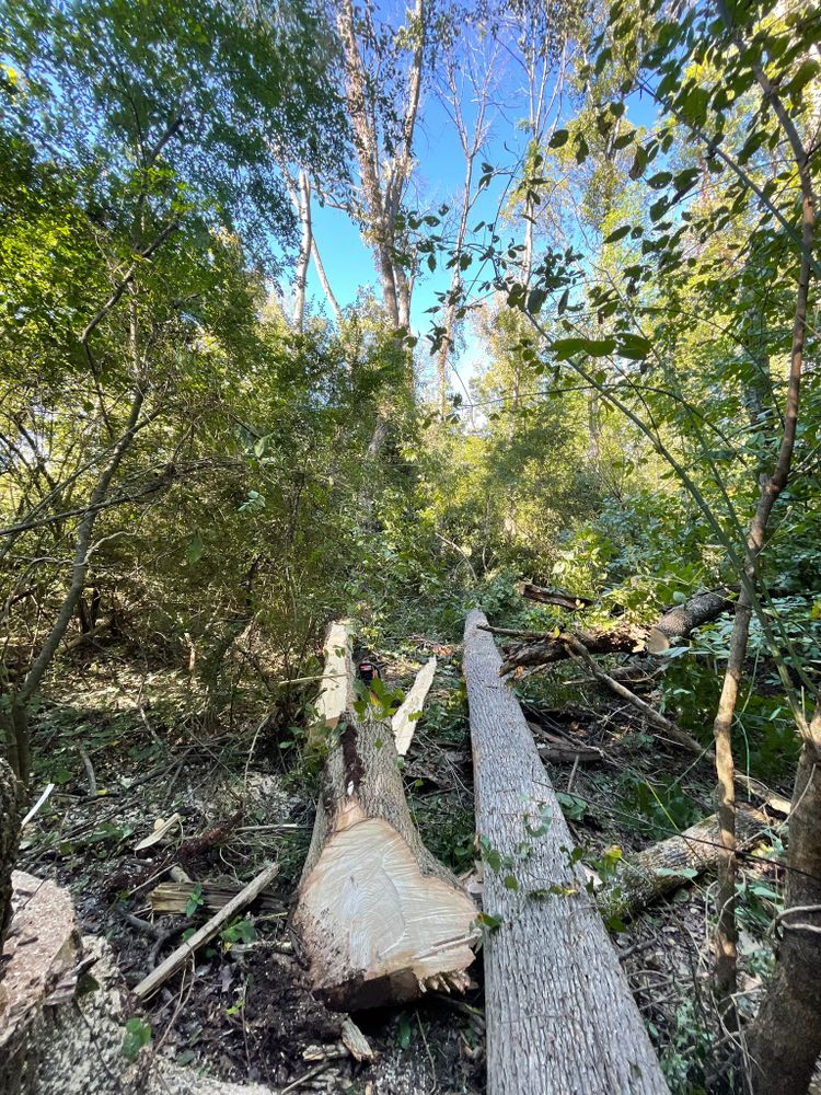 All Photos for Stem Tree Service in Belmont, NC
