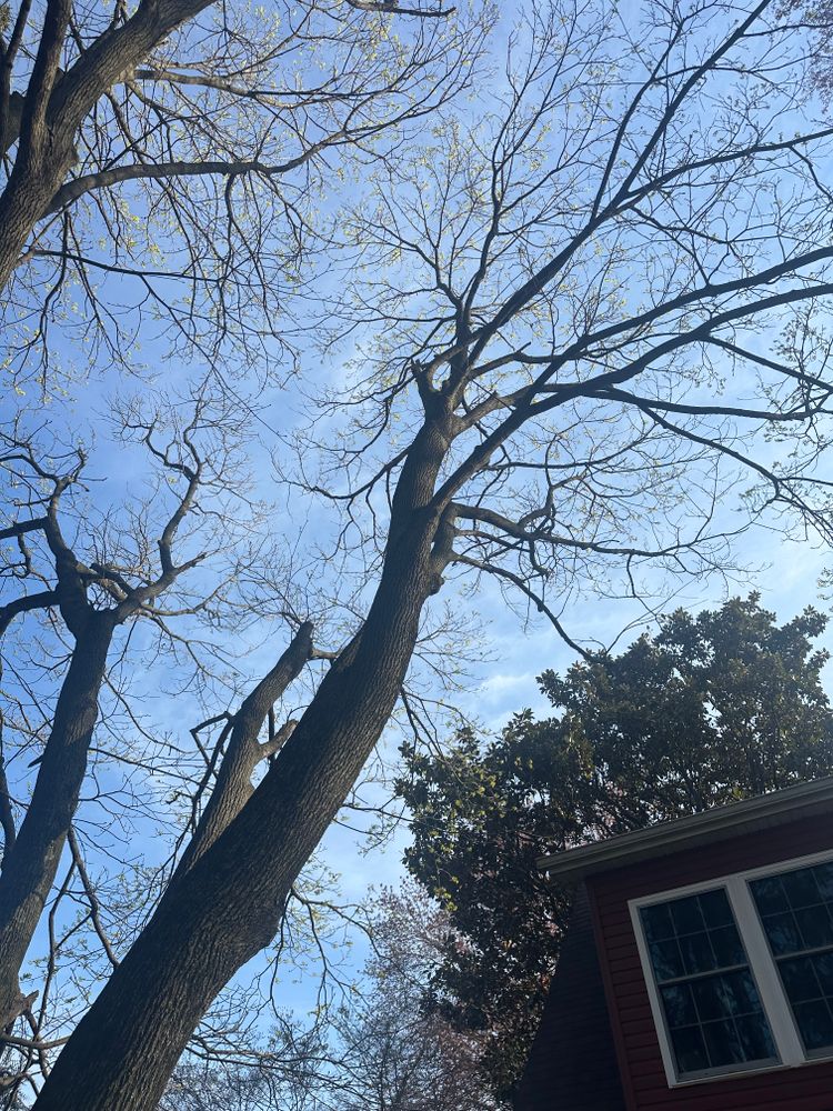 All Photos for Loockerman's Tree and Stump Removal in Dover, DE
