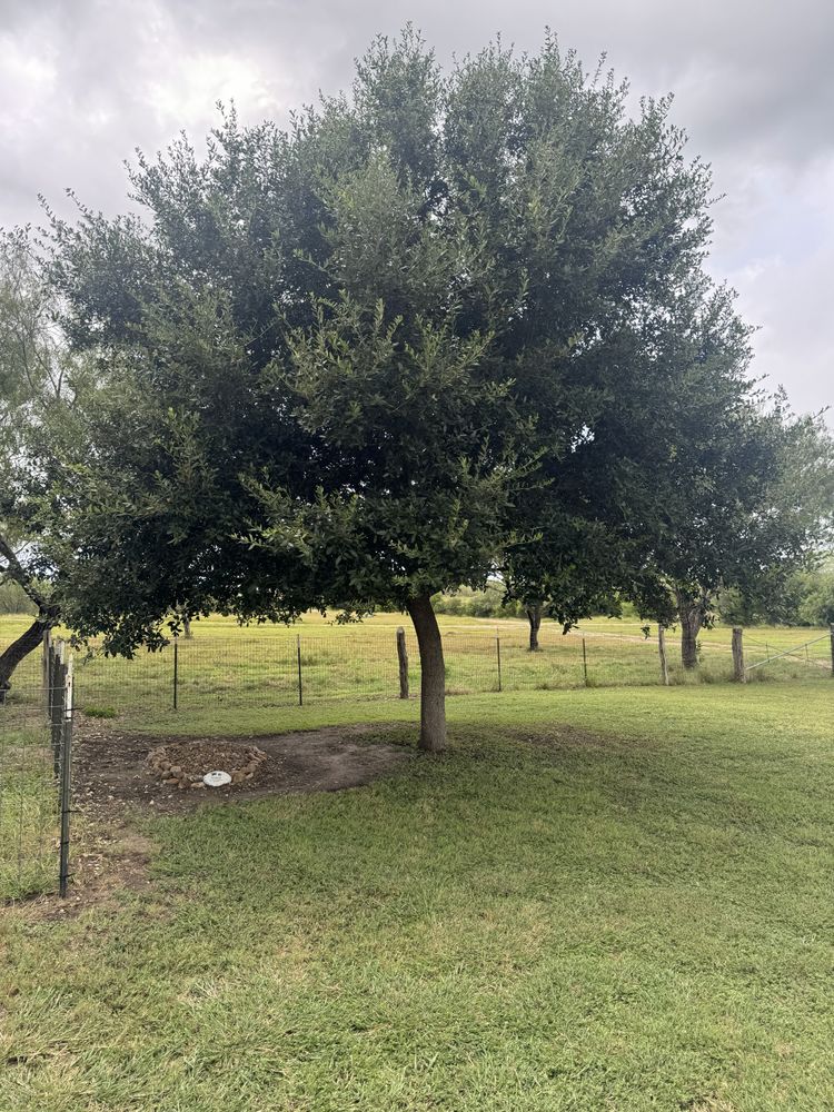 All Photos for Braun Tree Service in Floresville, Texas