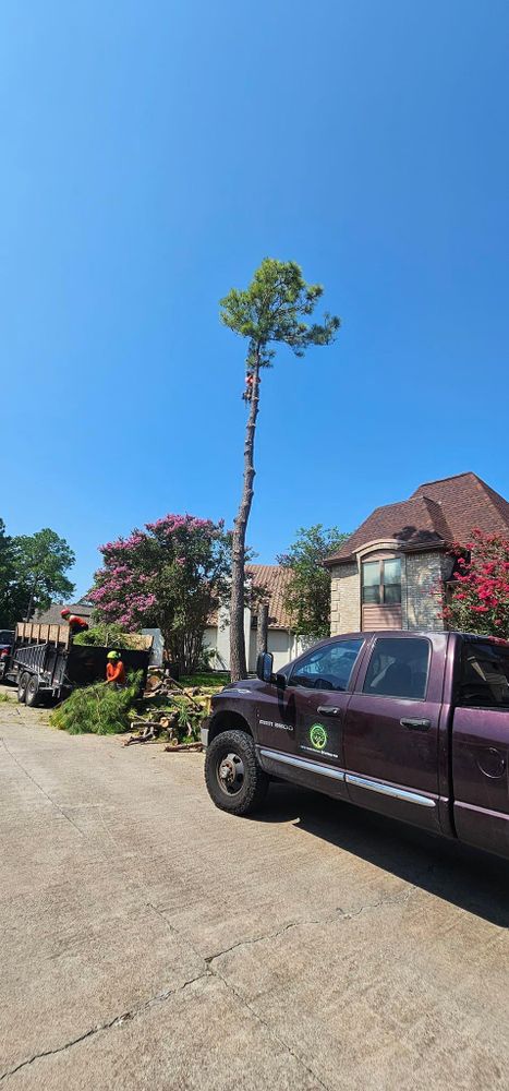 All Photos for Servin's Tree Care  in Houston, TX