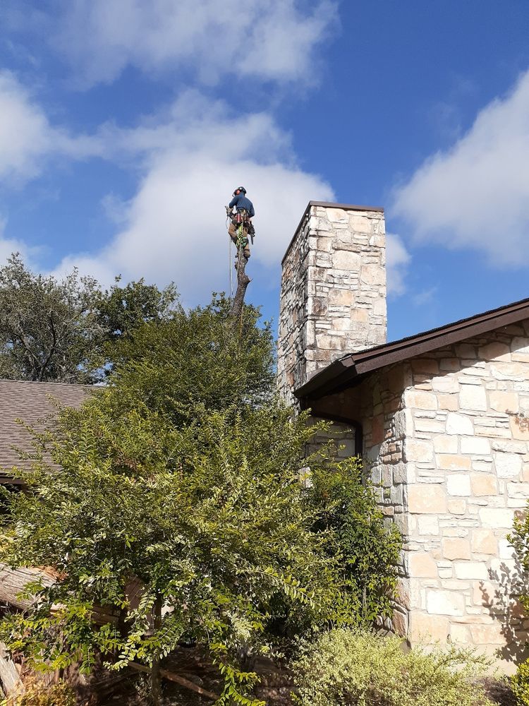 Tree climbing  for Z’s Trees LLC in Grey Forest, TX