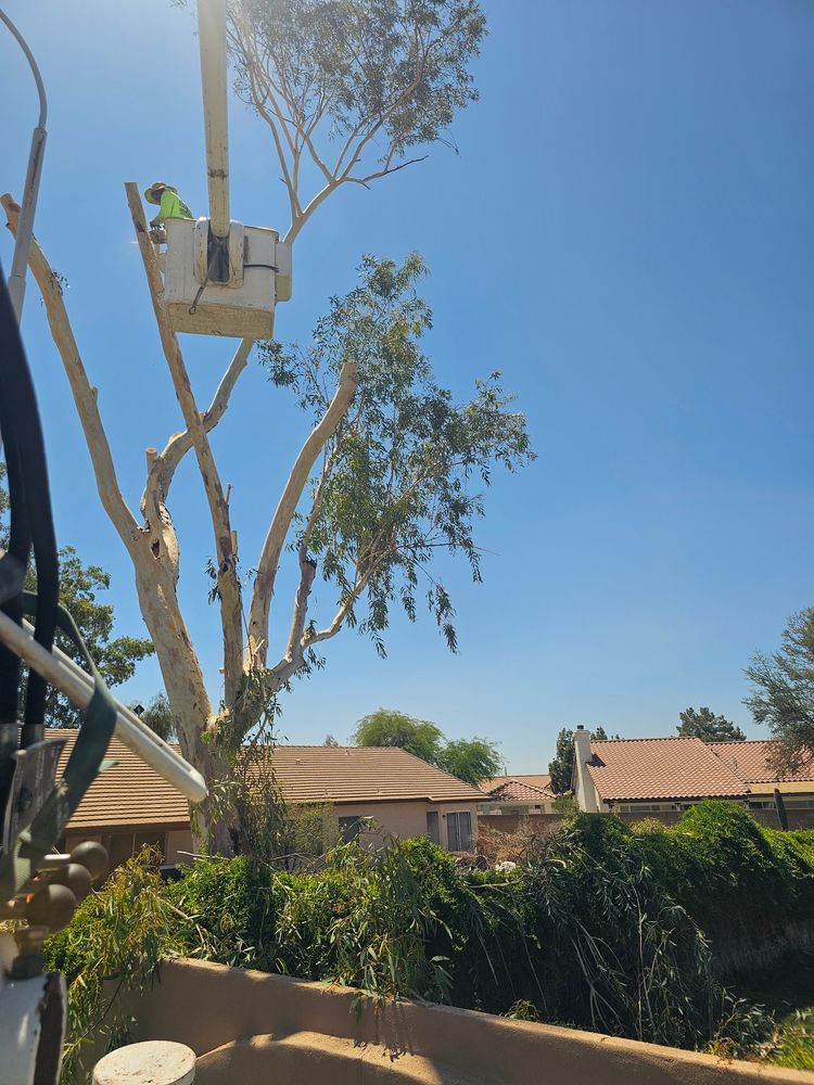 All Photos for T's Tree Service and Firewood in Apache Junction, AZ