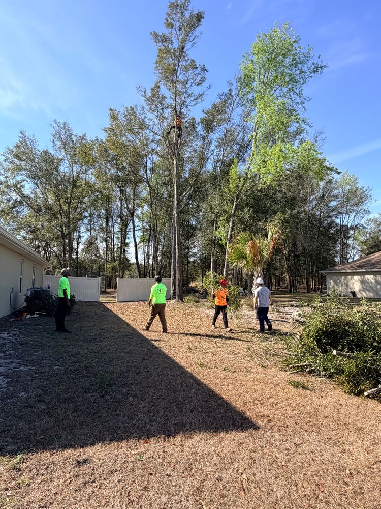 All Photos for All Around Guys Tree Service in Ocala, FL