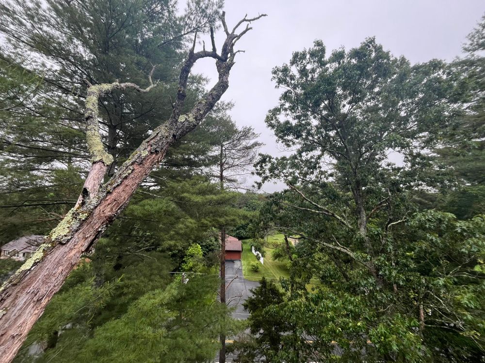 Tree Removal for Harley’s Tree Service in Palmer, MA