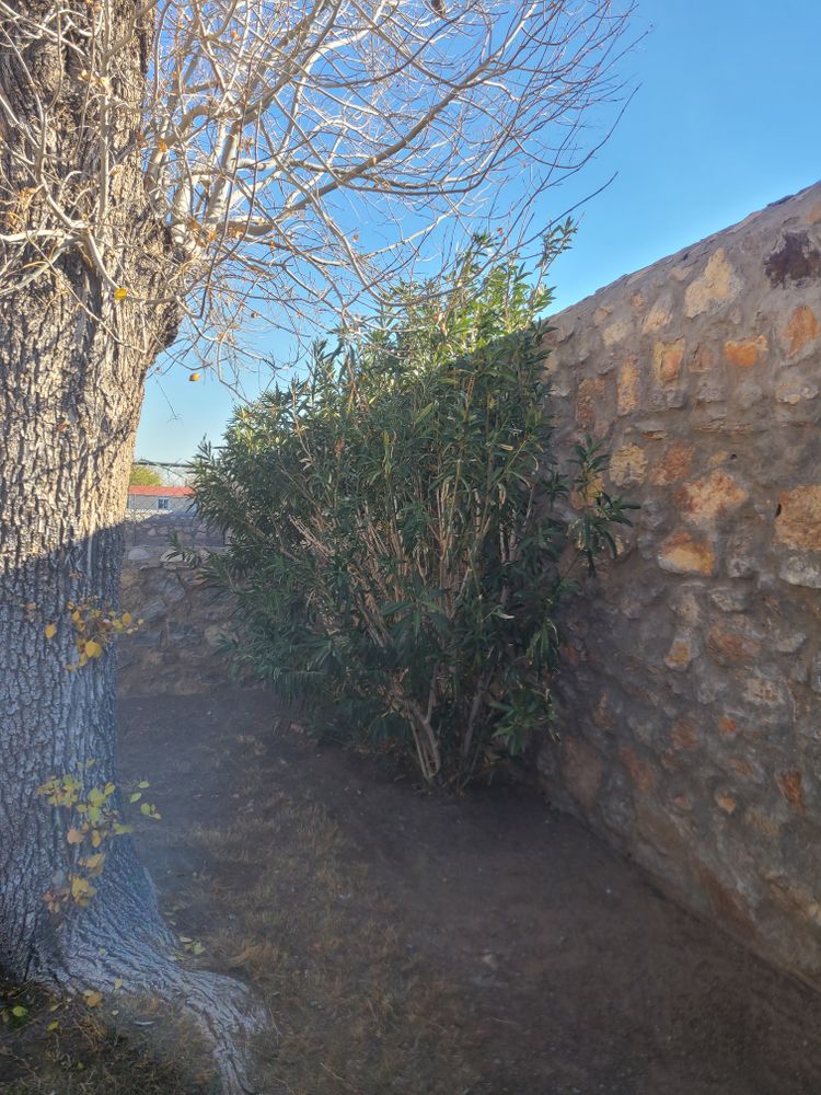 Residential Tree & Shrub Removal for ADM Landscaping & Irrigation LLC in El Paso,  TX