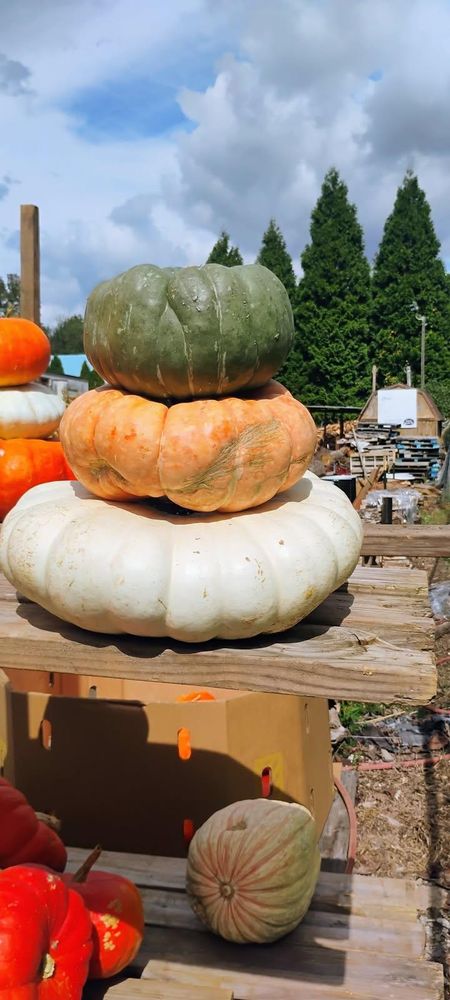 All Photos for BAM Another Pinestraw Lot in Flowery Branch, GA