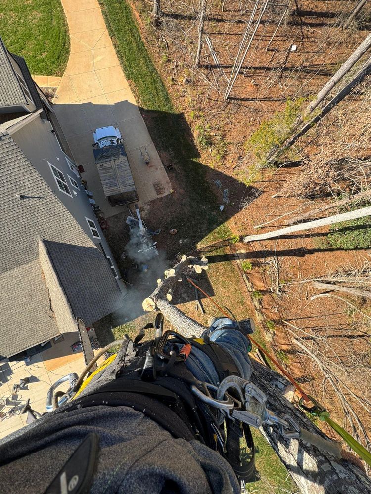 All Photos for Pedro's Tree Removal in Charlotte, NC