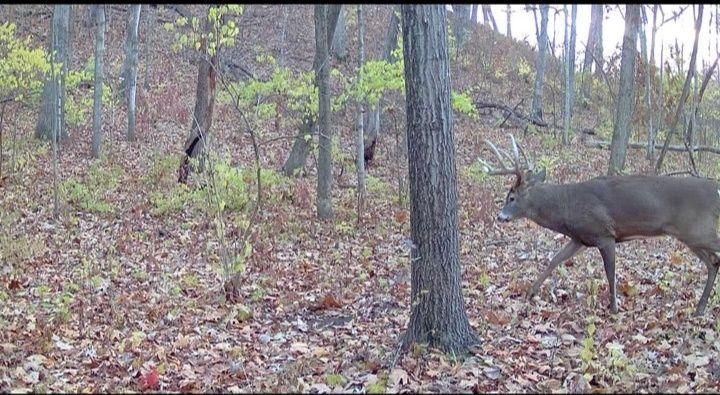 All Photos for Bluff Country Whitetails in Southern Indiana, IN
